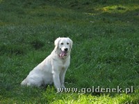 Psy tapety na pulpit