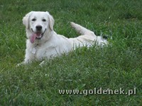 Psy tapety na pulpit