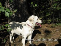 Psy tapety na pulpit