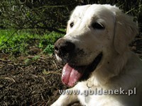 Psy tapety na pulpit