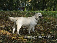 Psy tapety na pulpit