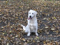 Psy tapety na pulpit