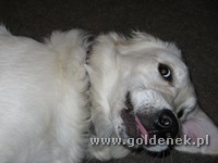 Psy tapety na pulpit