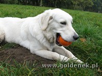 Psy tapety na pulpit