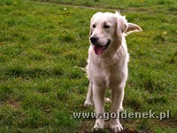 Psy tapety na pulpit