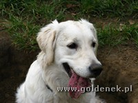 Psy tapety na pulpit