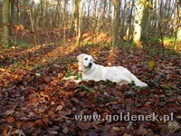 Psy tapety na pulpit