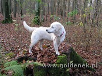 Psy tapety na pulpit