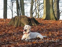 Psy tapety na pulpit