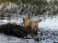 Psy tapety na pulpit