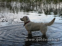 Psy tapety na pulpit