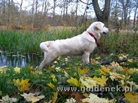 Psy tapety na pulpit