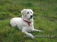 Psy tapety na pulpit