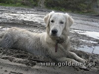 Psy tapety na pulpit