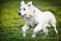 Psy tapety na pulpit