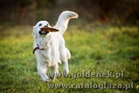 Psy tapety na pulpit