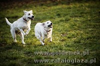 Psy tapety na pulpit