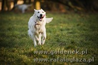 Psy tapety na pulpit