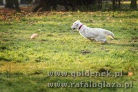 Psy tapety na pulpit