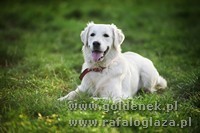 Psy tapety na pulpit