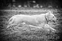 Psy tapety na pulpit