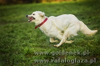 Psy tapety na pulpit